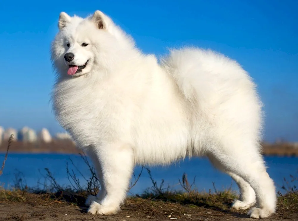 Samoyed husky dog Samoyed