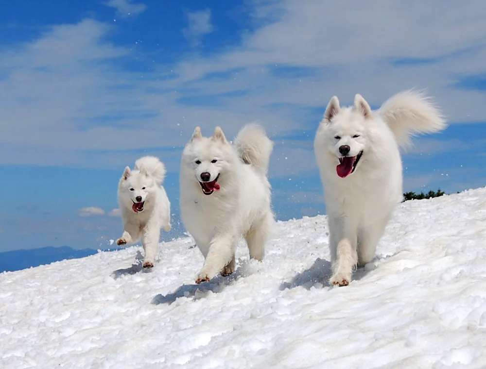 Samoyed dog