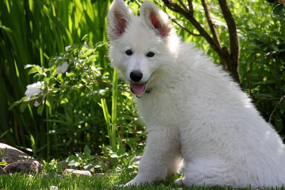 Old English sheepdog bobtail