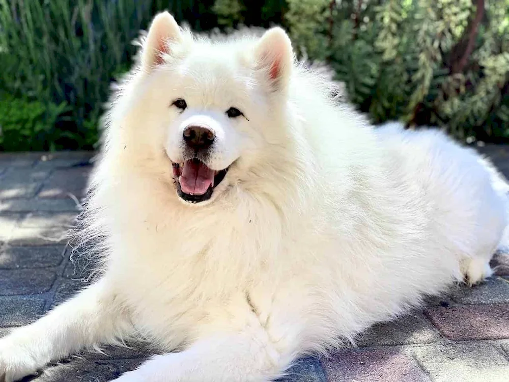 Dwarf Samoyed