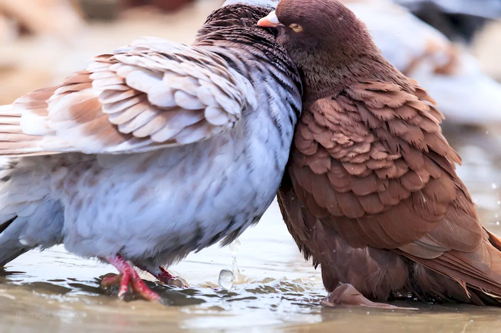 Pair of pigeons