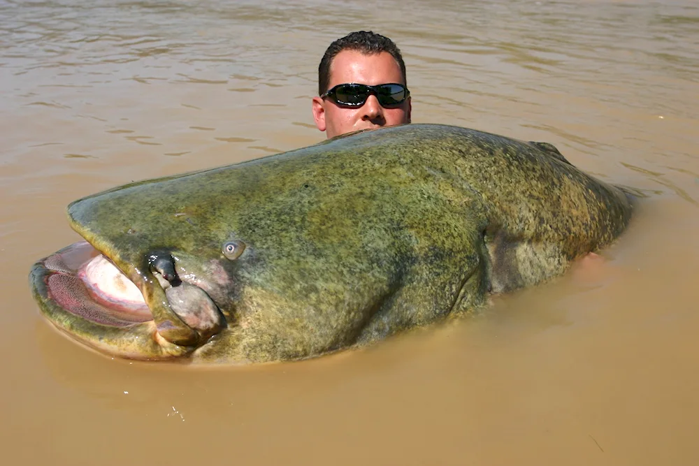 Biggest catfish