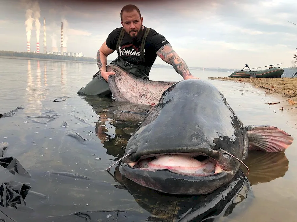 The largest catfish