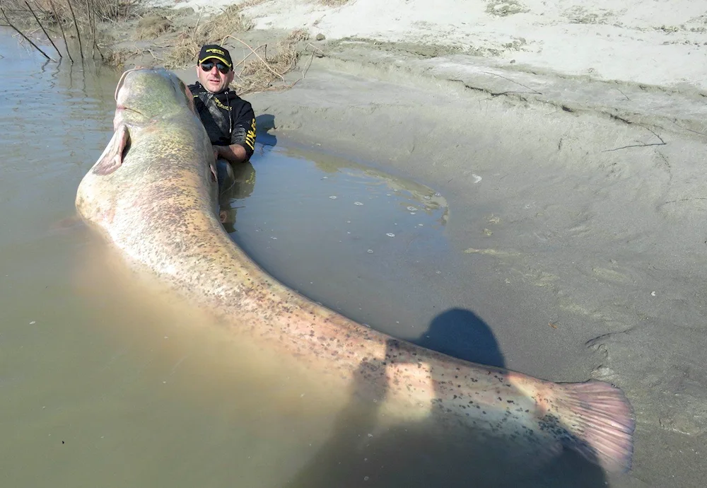 Bagarius catfish