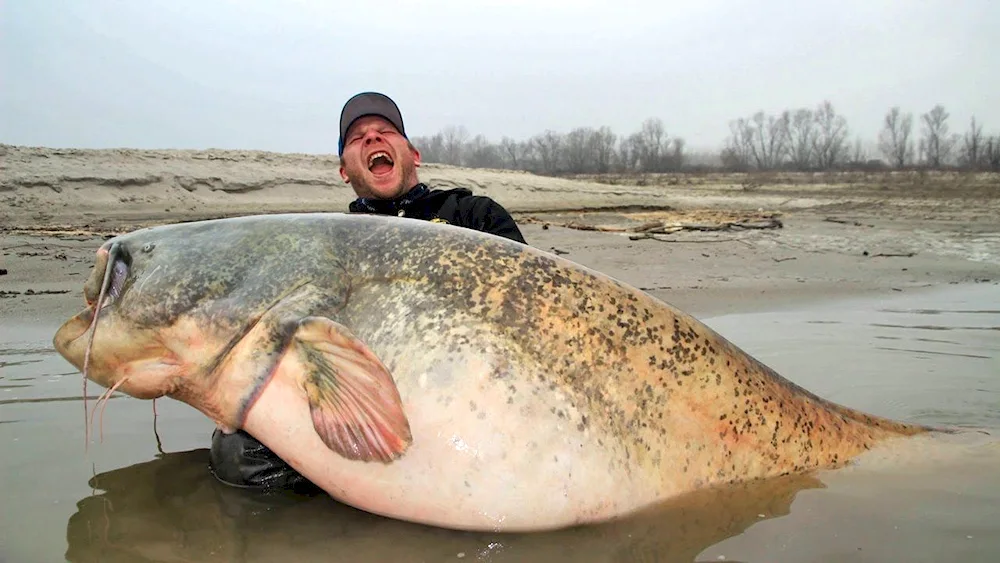 The largest catfish caught in the world