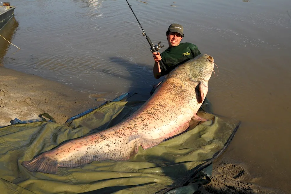 The largest catfish