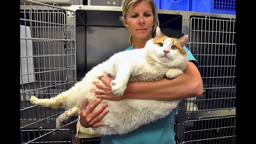 Fattest fat cat