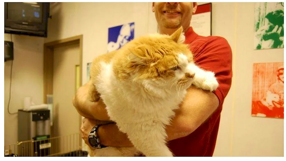 Fattest cat