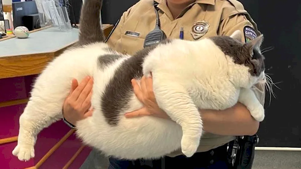 The fattest cat in the world