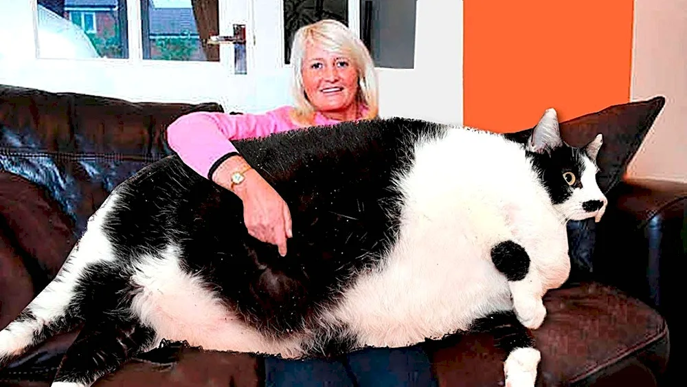 The fattest cat in the world