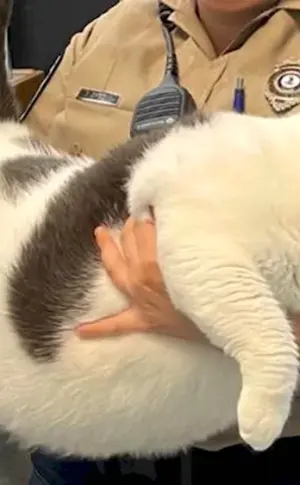 World's fattest cat