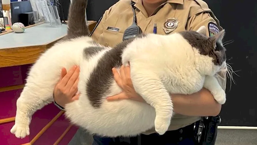 World's fattest cat