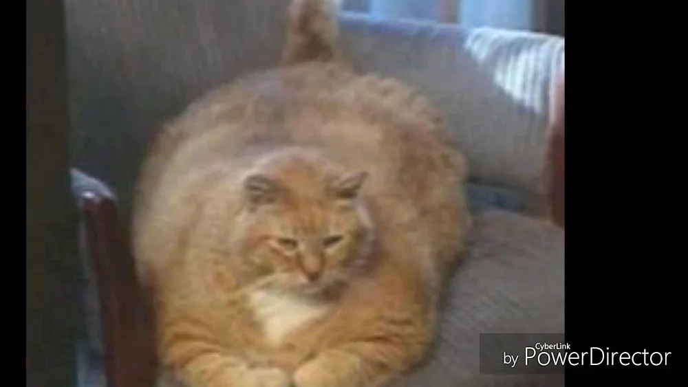 Fat cat