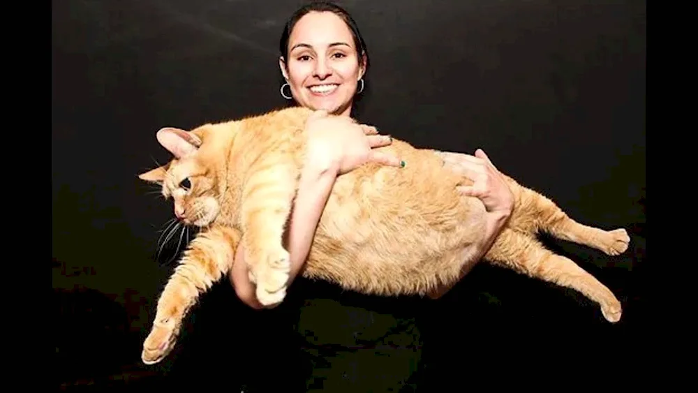 Fattest fat cat in the worldHimmy cat