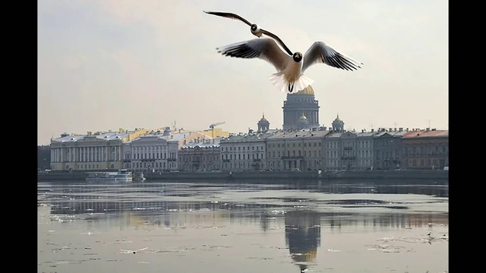 Birds of St. Petersburg