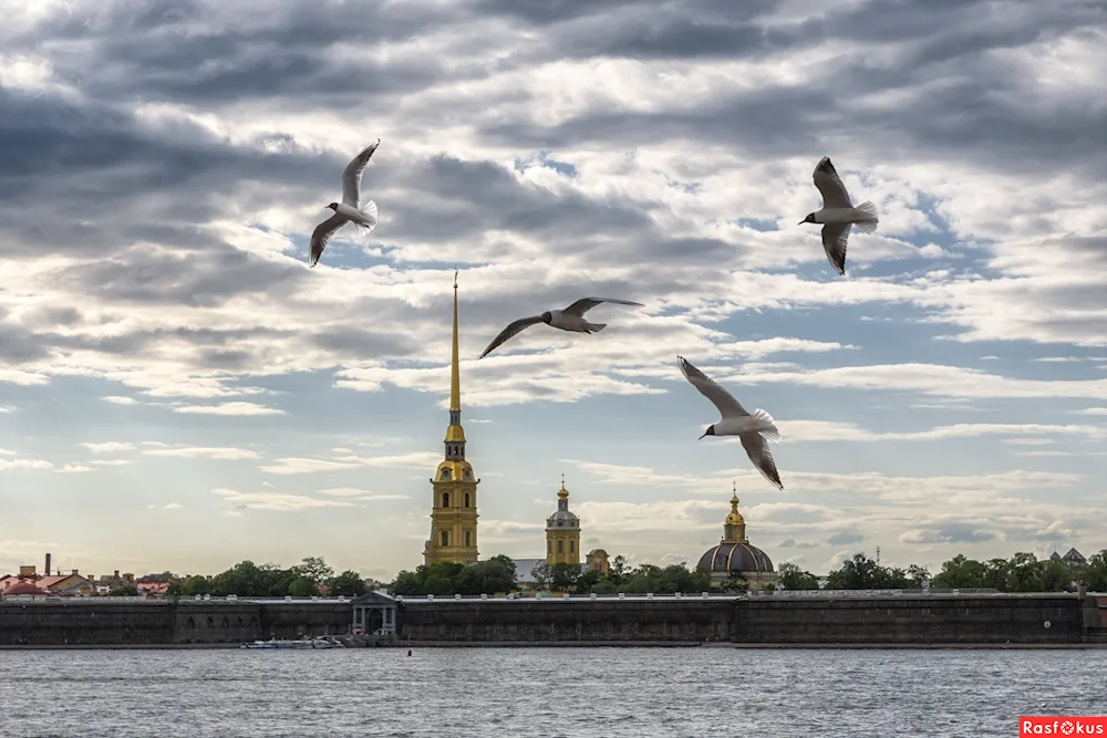 Birds of St. Petersburg St. Petersburg