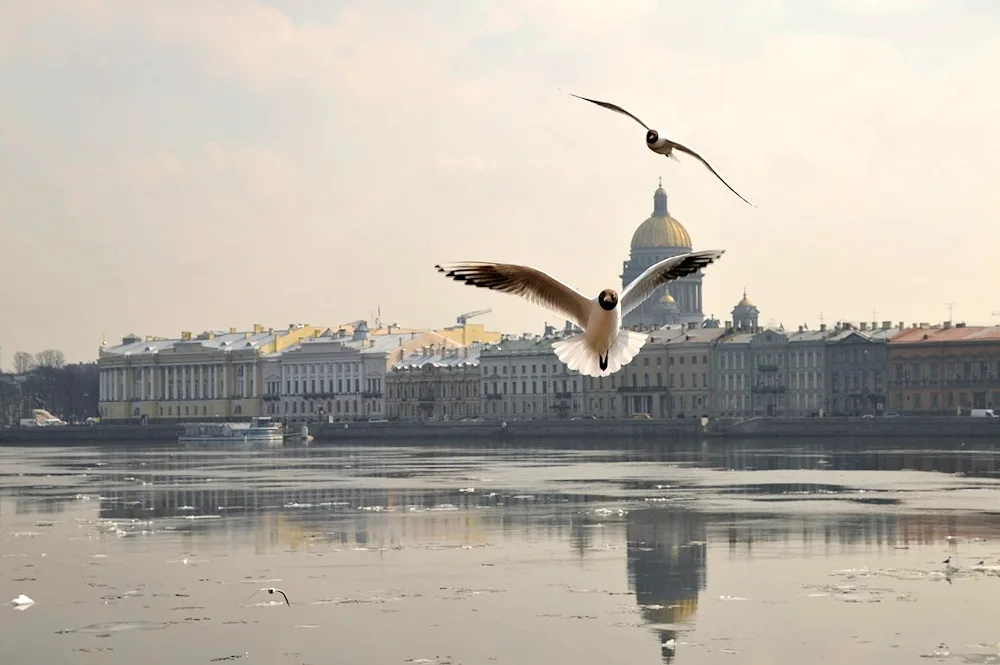 St. Petersburg Neva Gulls