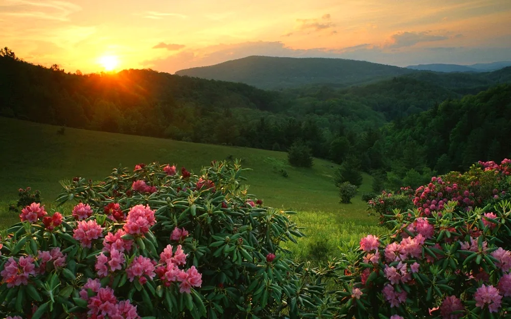 Sunset rhododendron