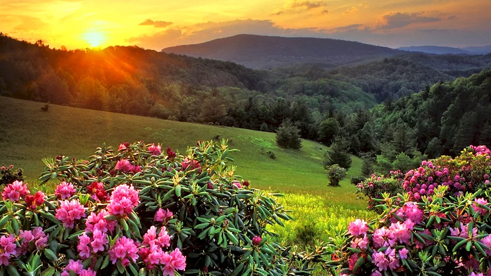 Flowers landscape