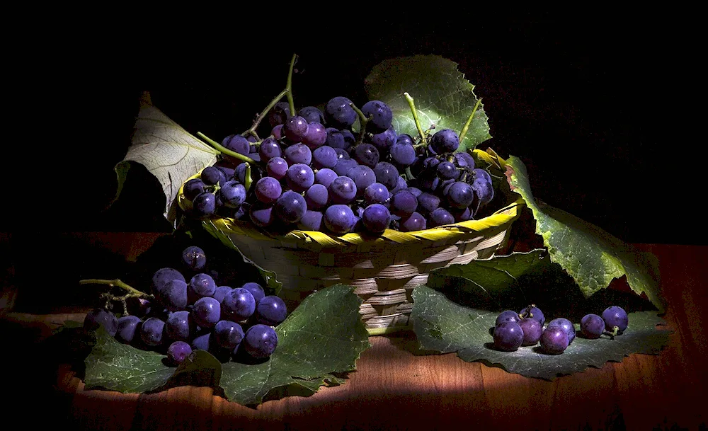 Saperavi grapes