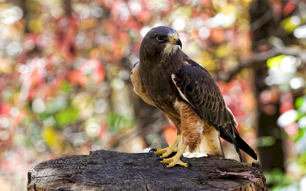 Falcon Peregrine falcon hawk Korshun