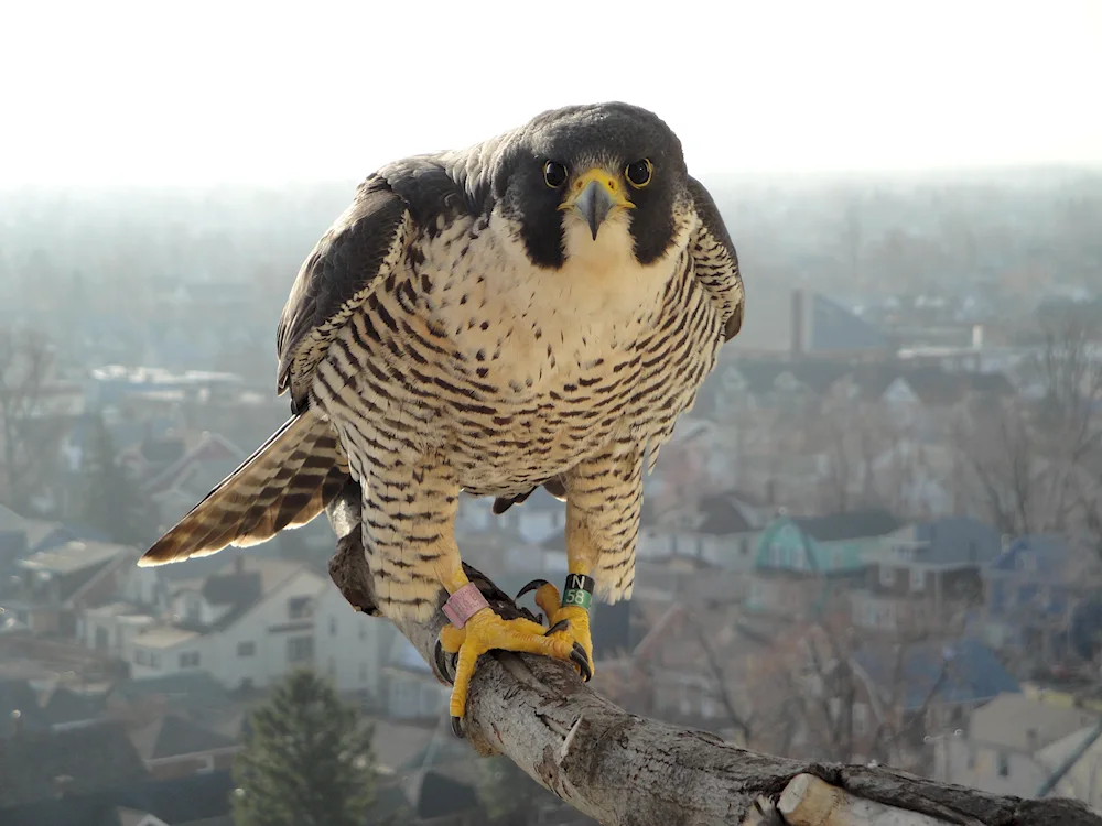 Peregrine Falcon bird