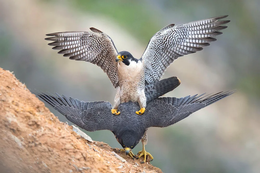 Hawk Peregrine Falcon