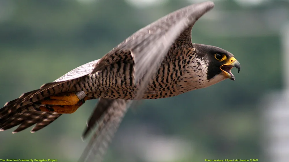 Peregrine Falcon