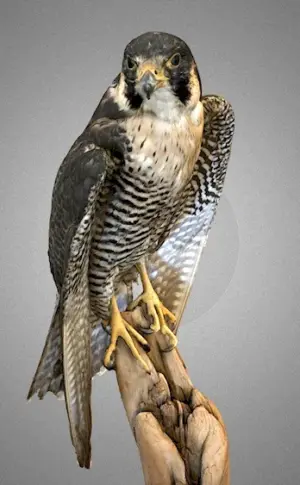 Peregrine falcon bird