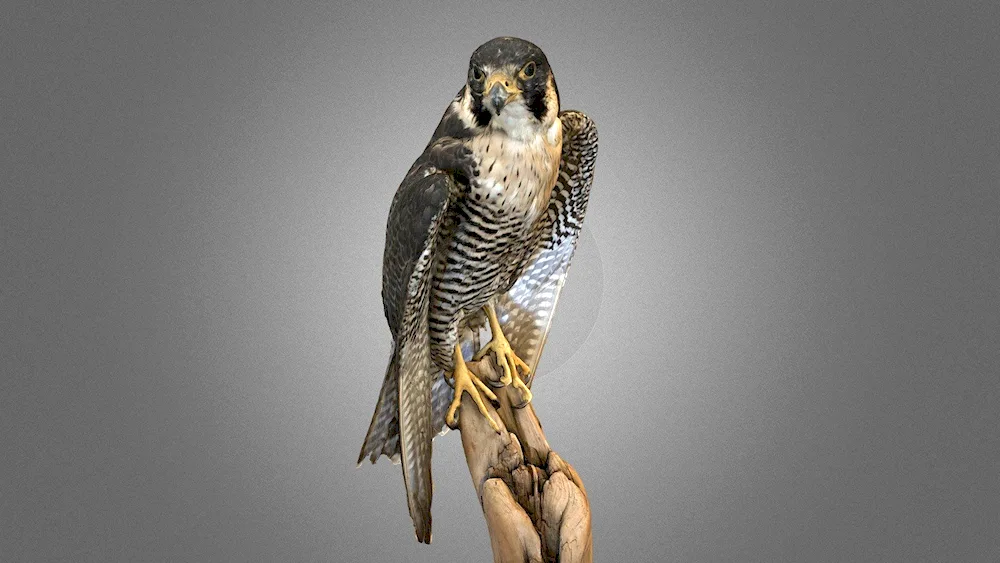 Peregrine falcon bird