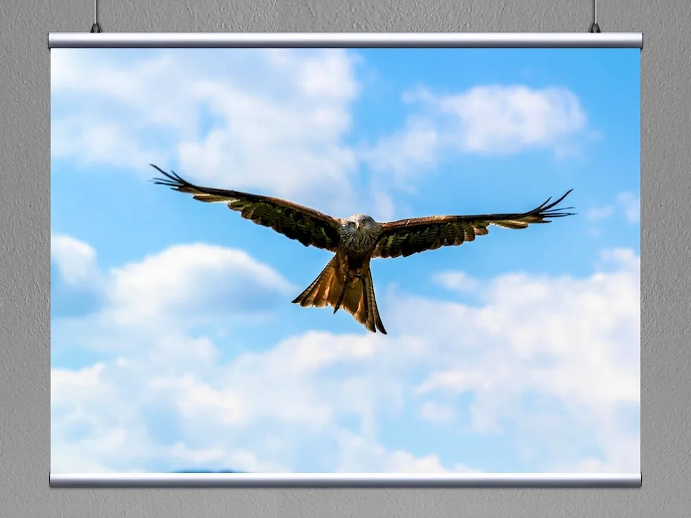 Peregrine falcon hawk Korshun