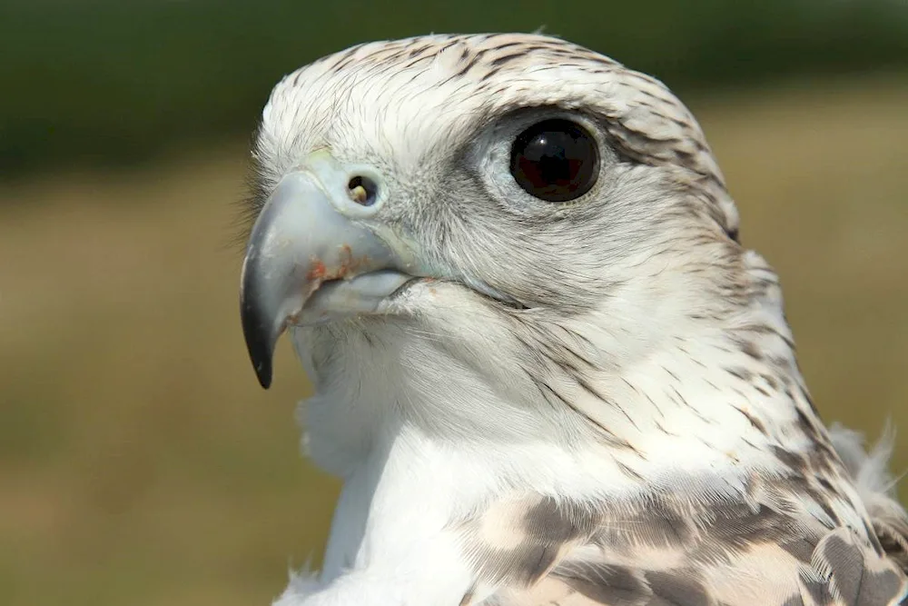 Peregrine Falcon Wings