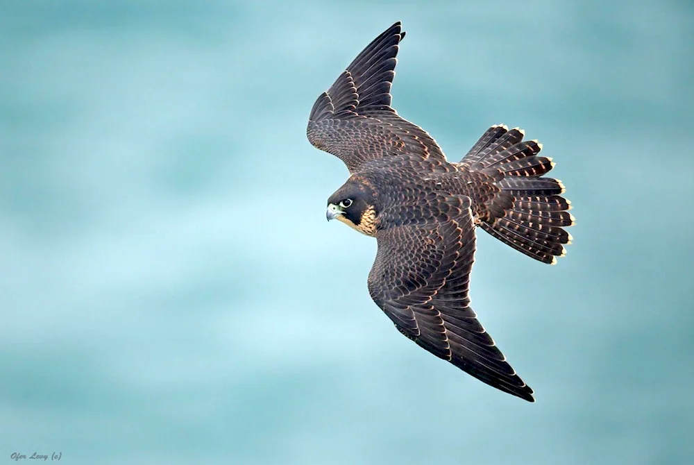 Peregrine falcon female