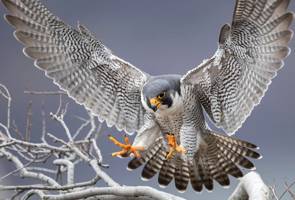 Peregrine falcon female