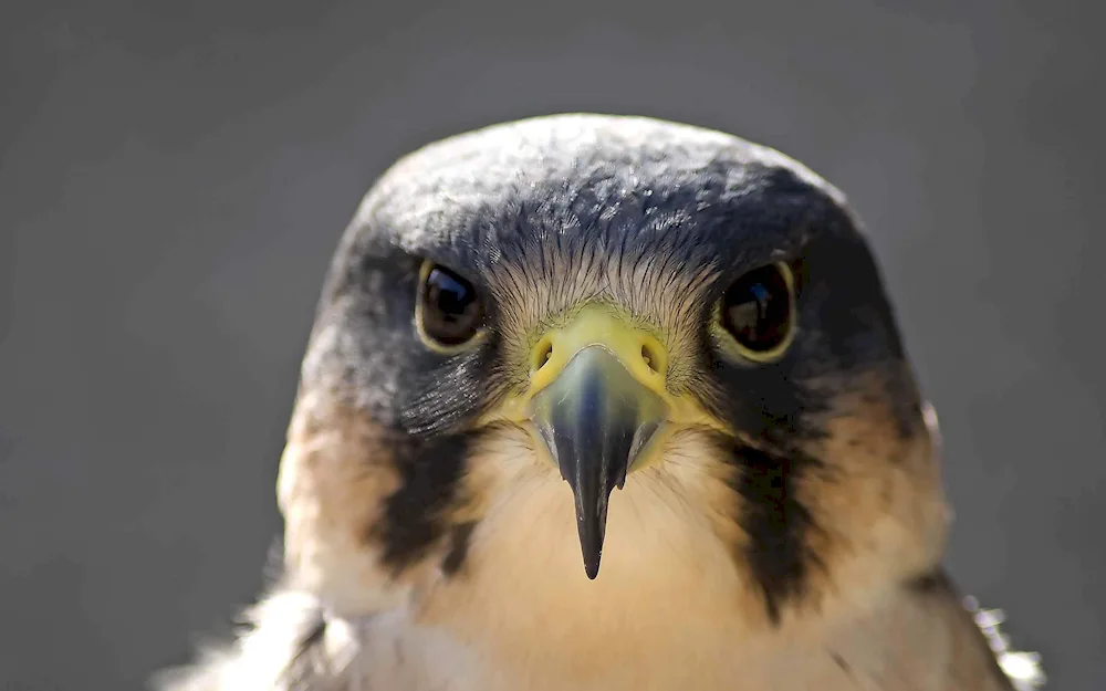 Peregrine Falcon bird