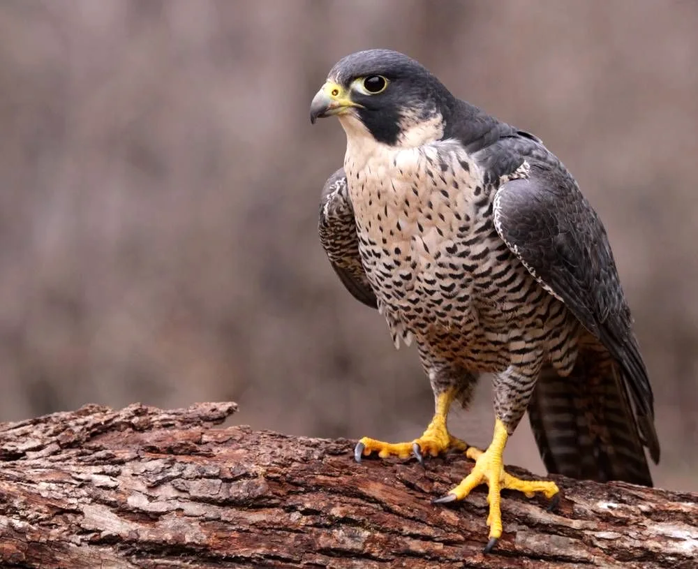 Peregrine Falcon bird