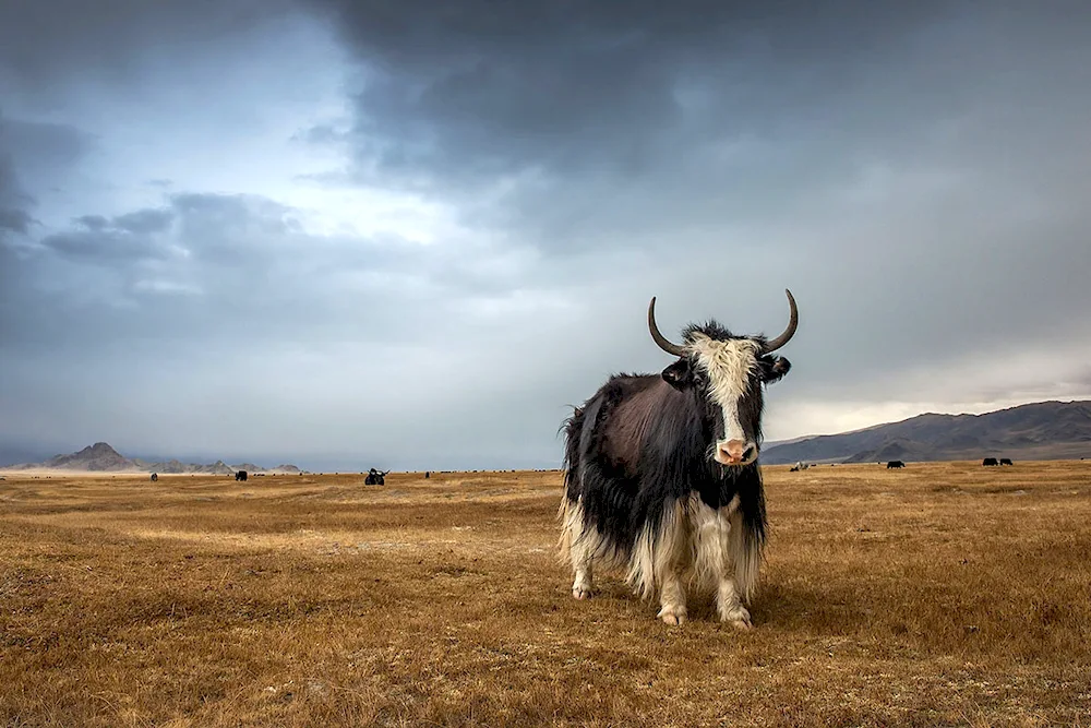 Sarlyk Mongolia