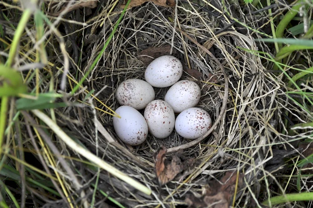 Birds' nest with eggs