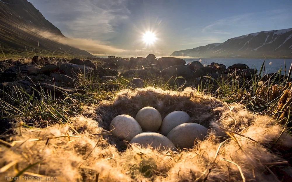 Bird eggs