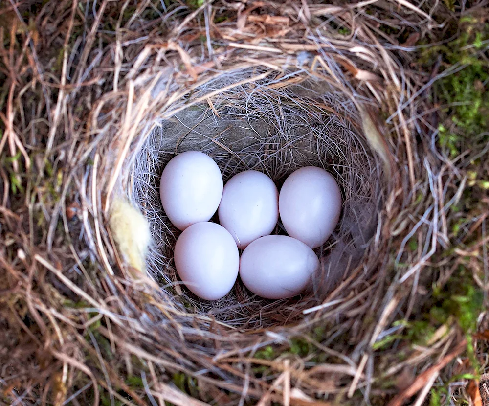 Sarych's nest with eggs