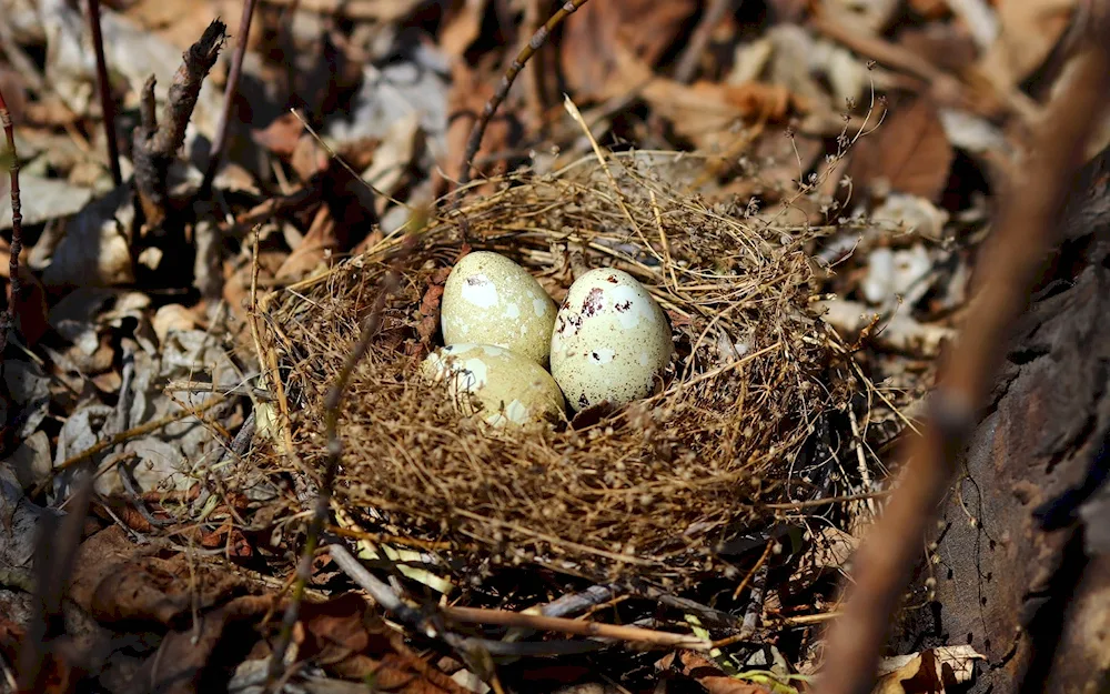 Sarych's nest with eggs