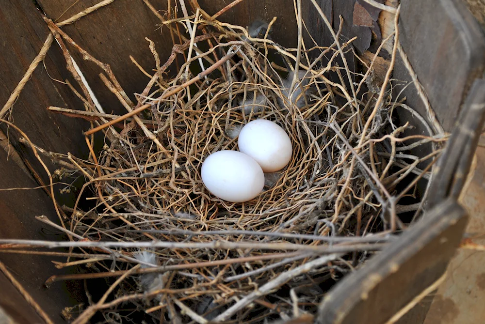 Animal eggs