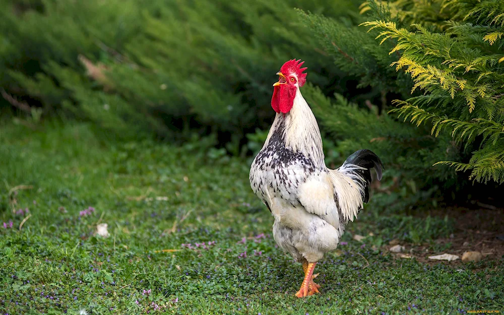 Housed laying hens Dominant