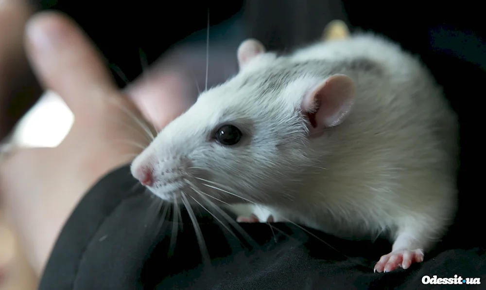 Red-eyed Dumbo rats