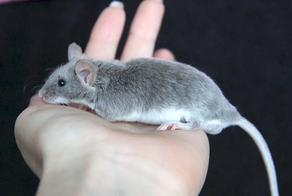 Dumbo long-haired Dumbo rat