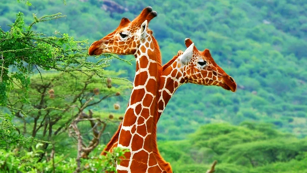 African savannah and Giraffes