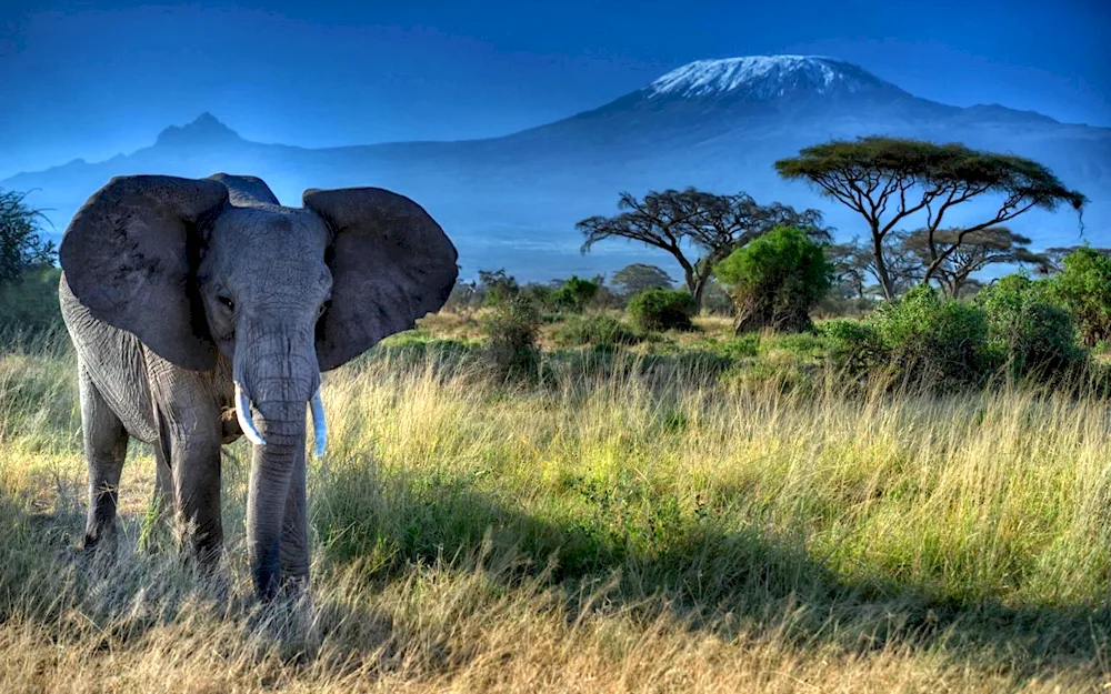 Kilimanjaro's savannah safari