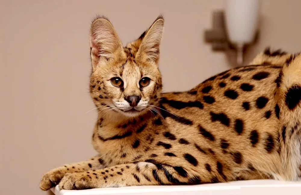 Savannah cat