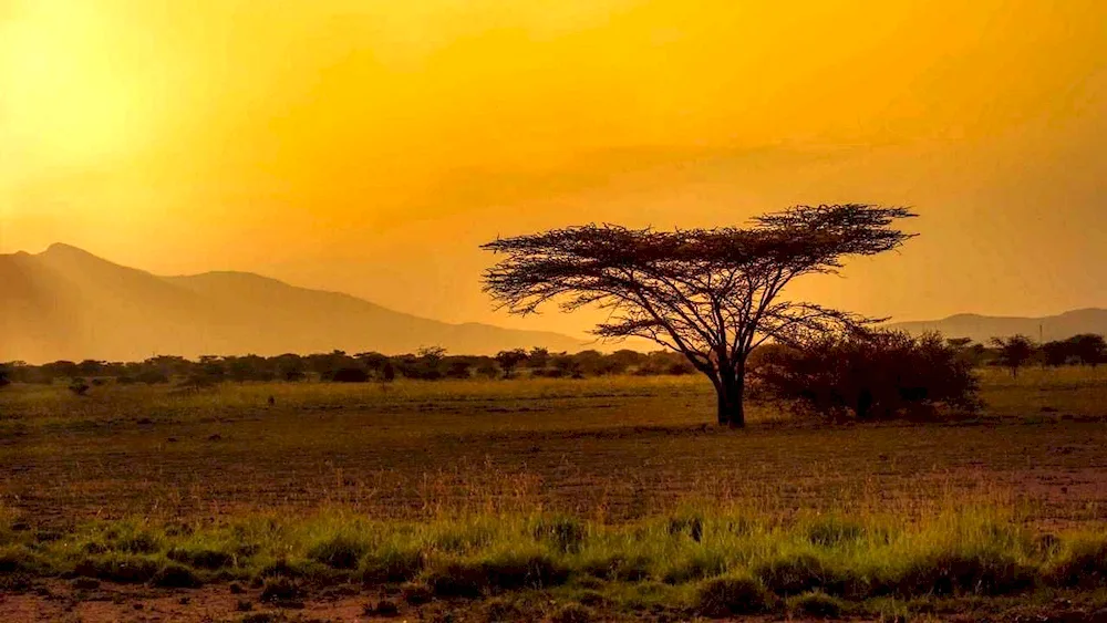 Africa's desert savannah