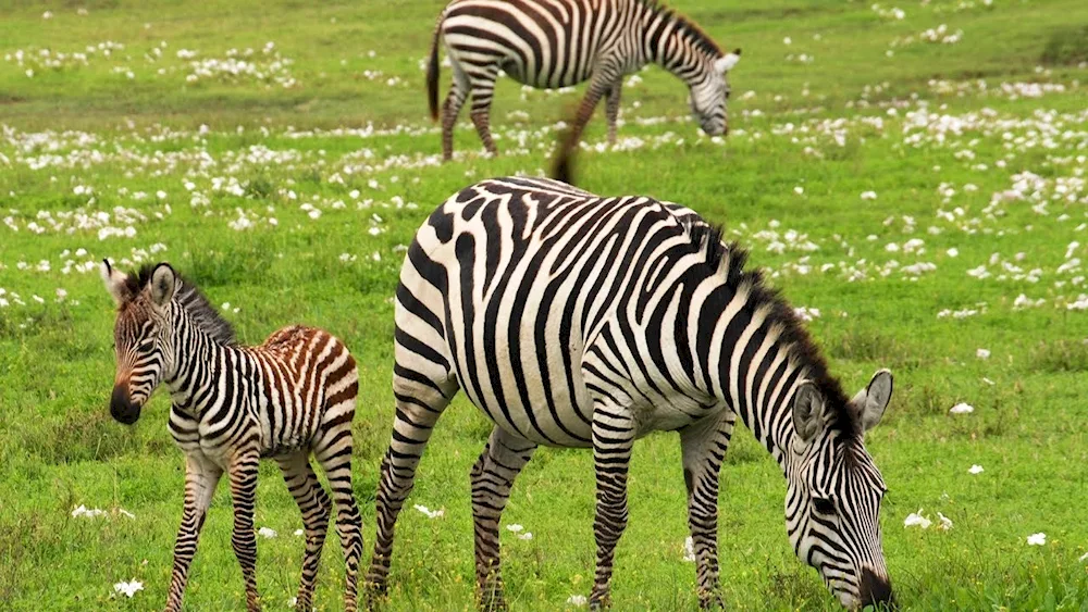 Tanzania savannah zebras